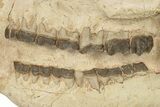 Fossil Running Rhino (Hyracodon) Skull - South Dakota #263480-4